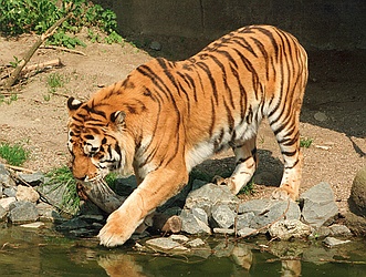 Tigrul subspecii specii disparute hibrizi